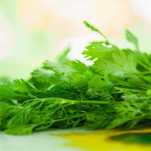 Coriander Leaves