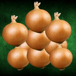 Onion