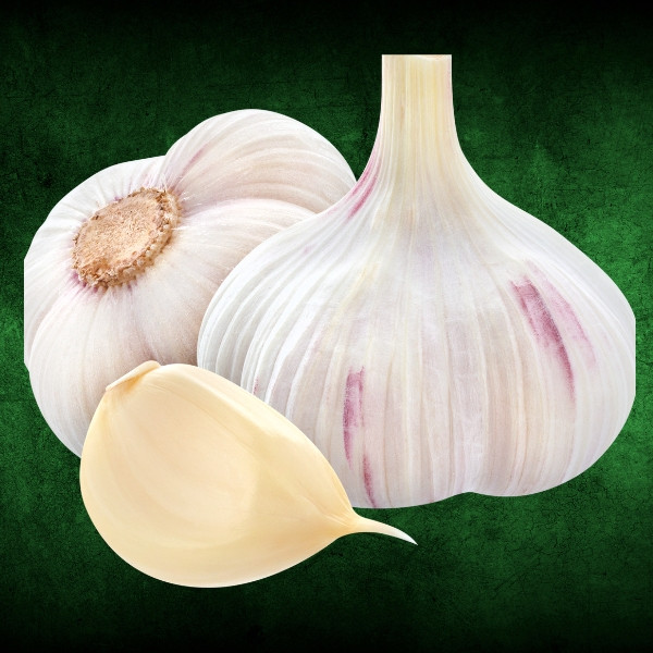 Garlic