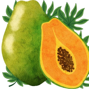 Fresh Papaya